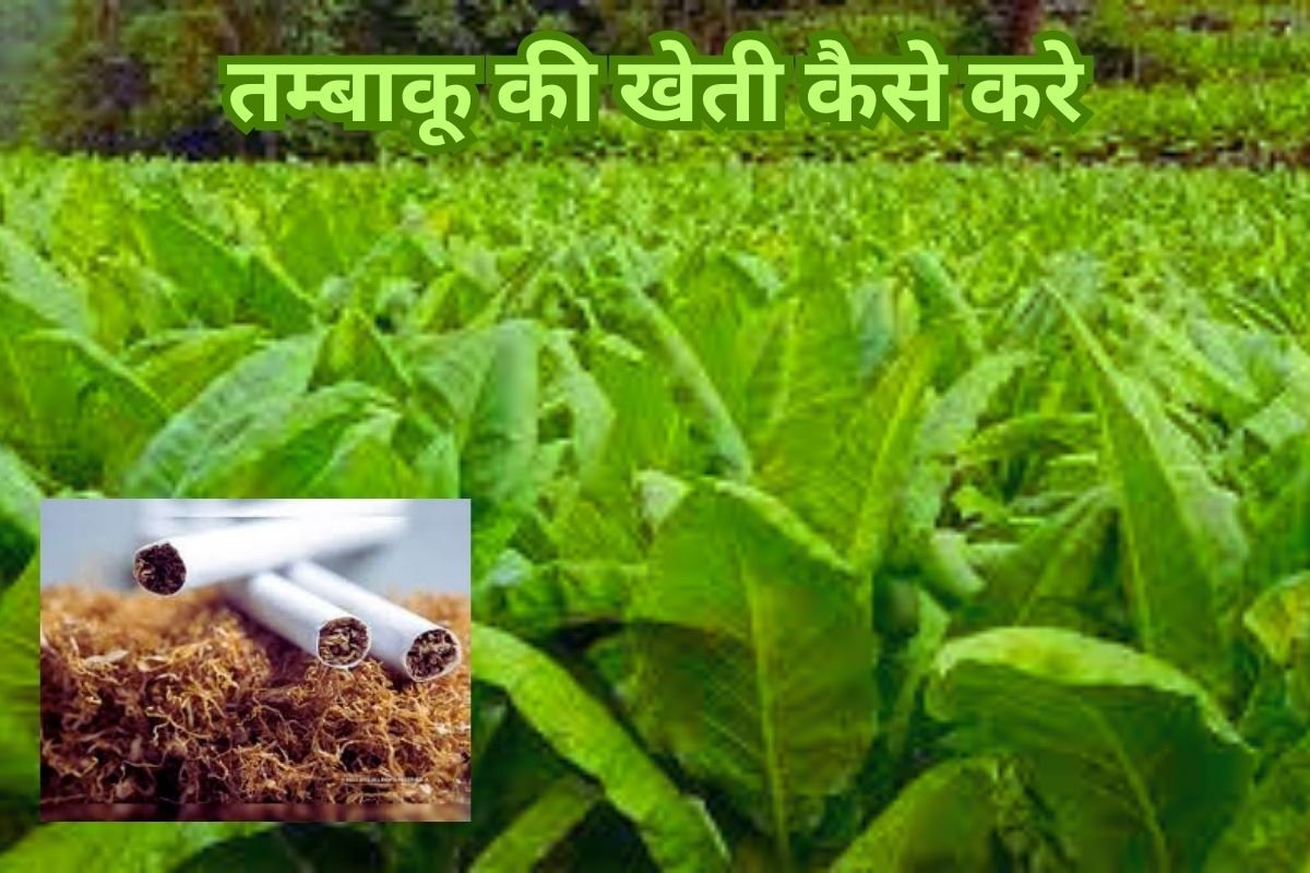 Tobacco farming