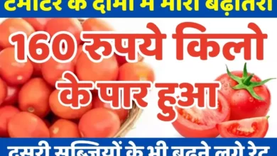 Tomatoes Prices