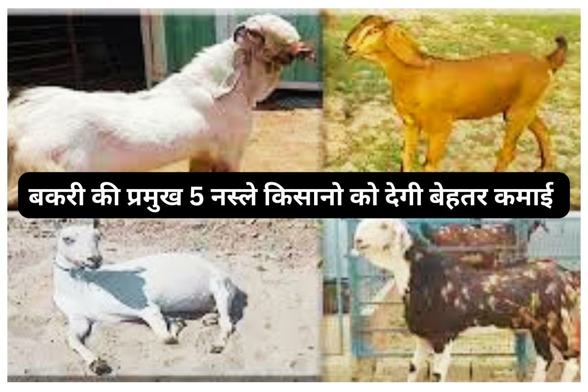 Goat Breeds