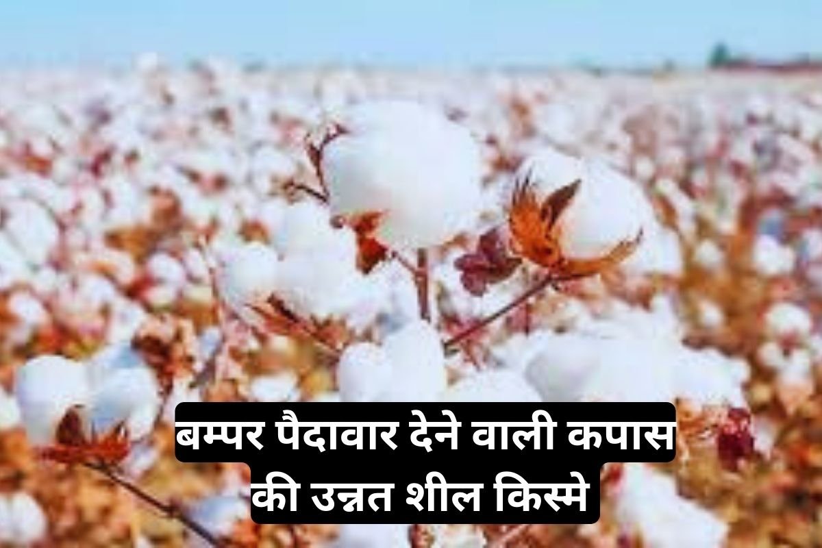 Improved Varieties Of Cotton