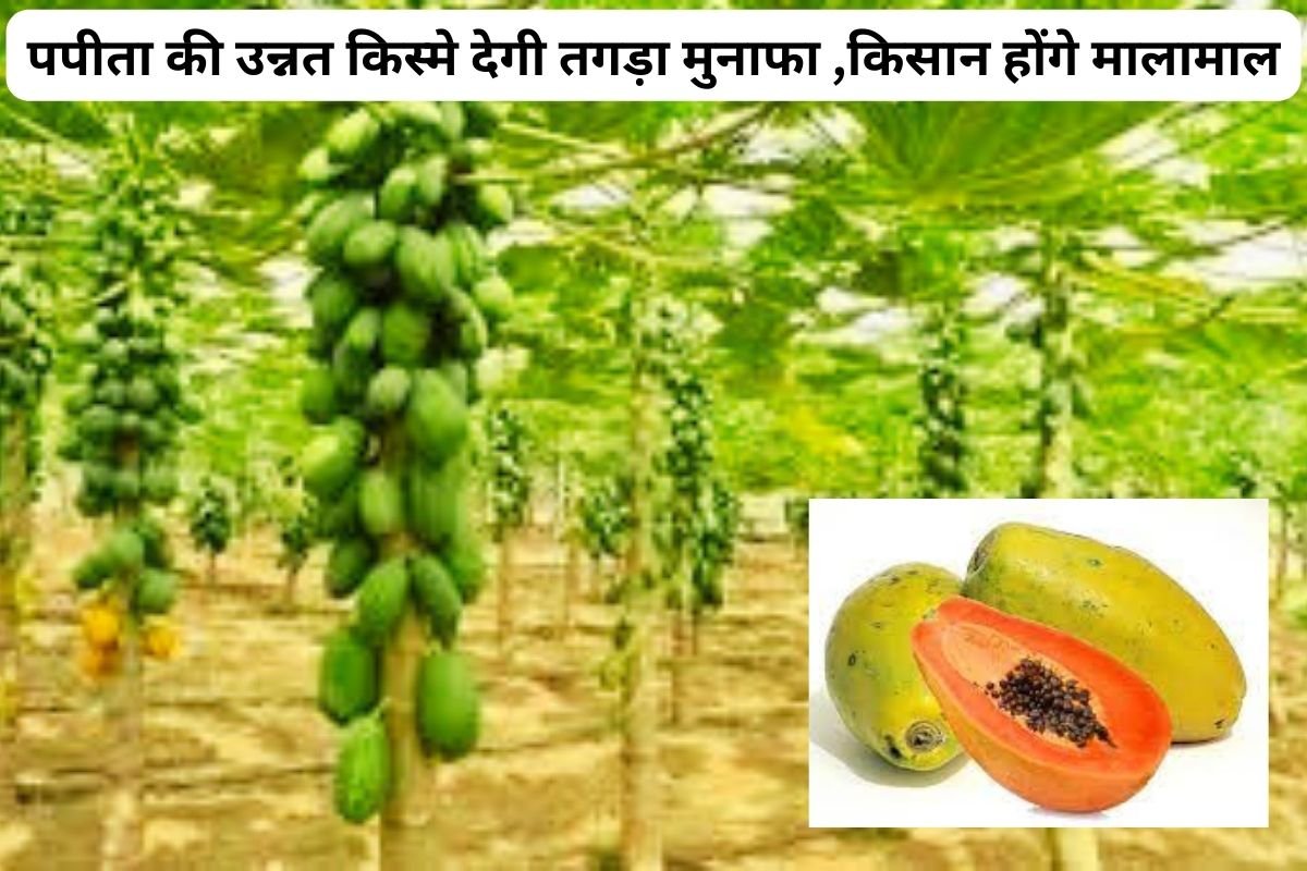 Improved Varieties of Papaya