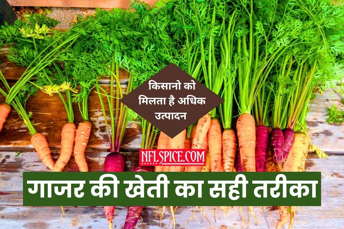 Carrot Farming in Hindi