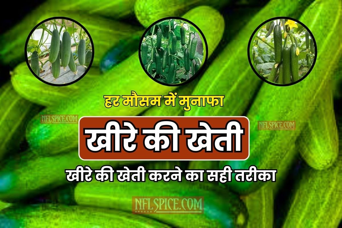 How to Cultivate Cucumber