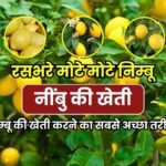 How to Cultivate Lemon