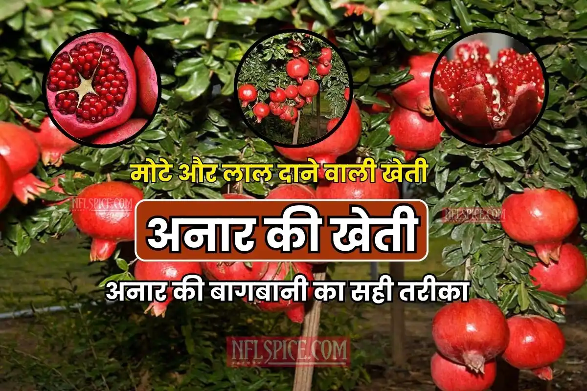 How to cultivate pomegranate