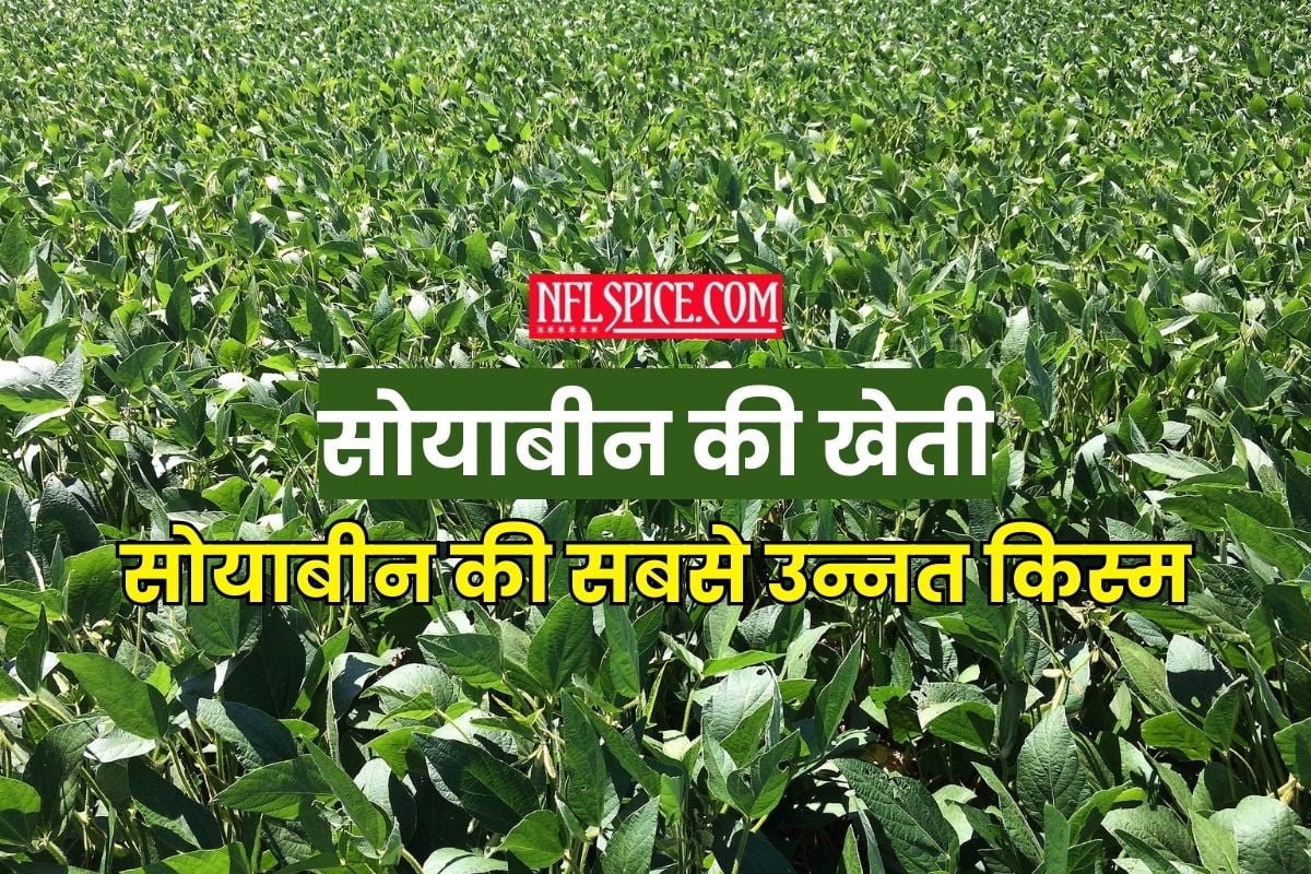 Soybean farming