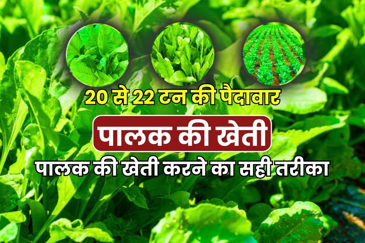 Spinach Farming in Hindi