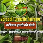 Vertical Turmeric Farming