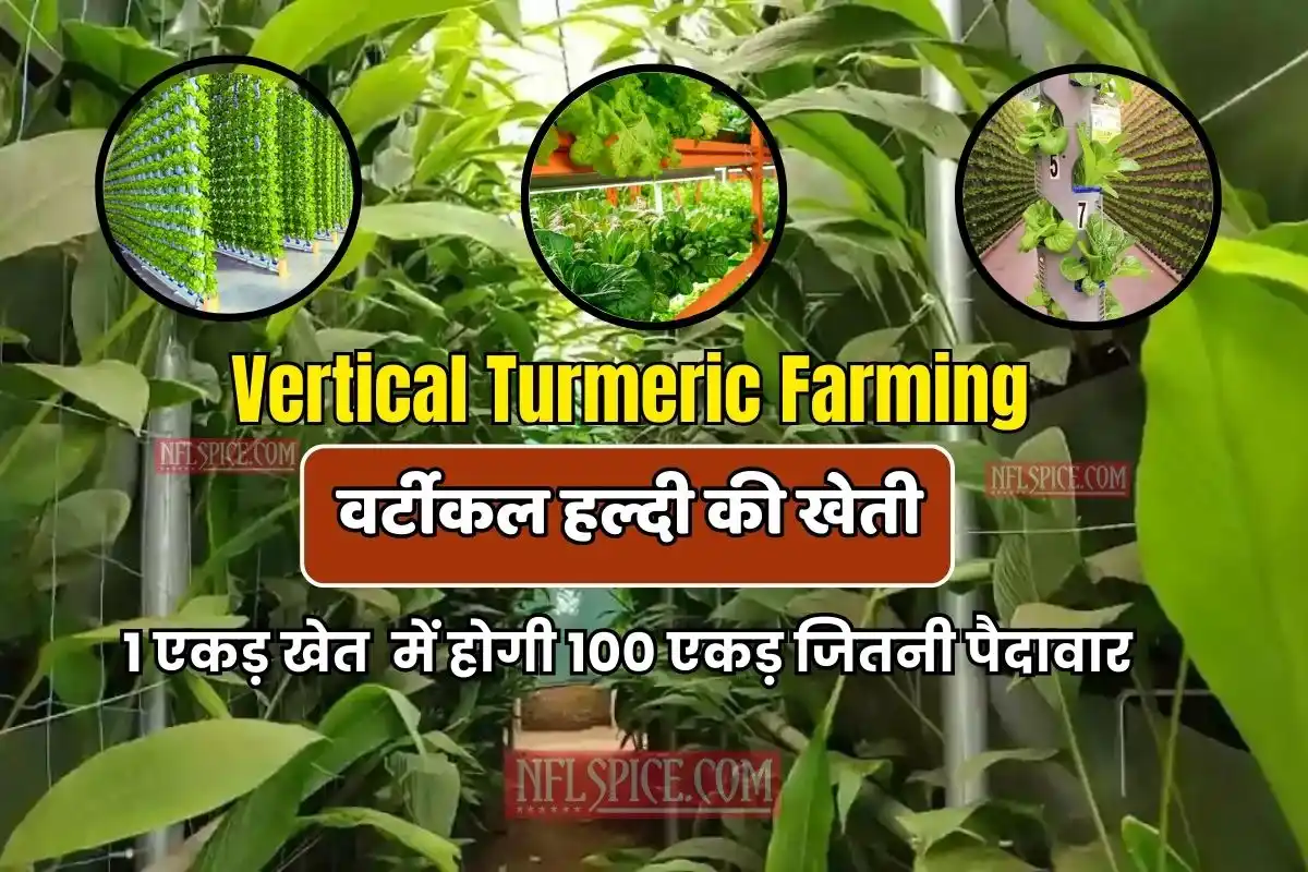 Vertical Turmeric Farming