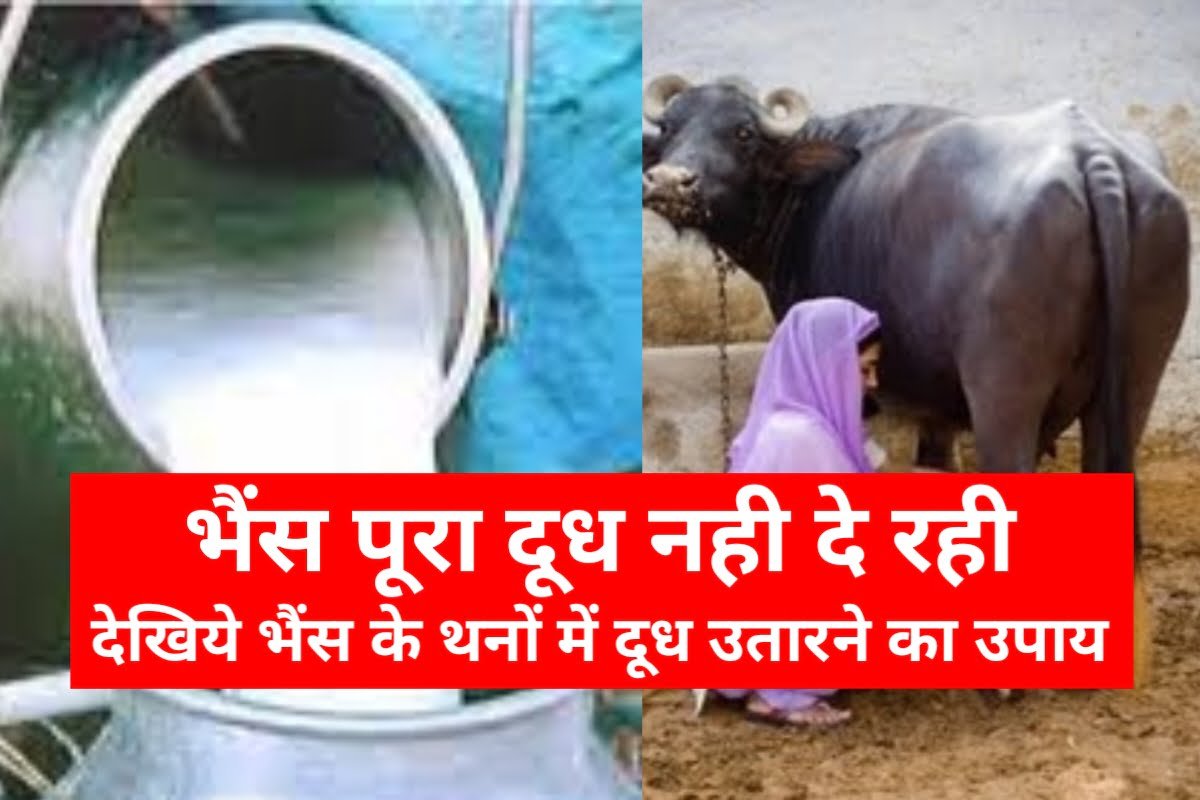 Bhains Ka Dudh Kaise Badhayen