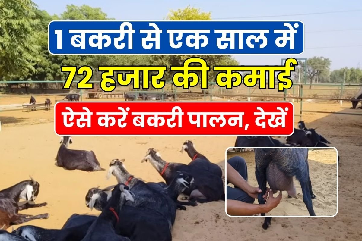 Earn 72 thousand rupees in a year from one goat, do goat rearing like this,