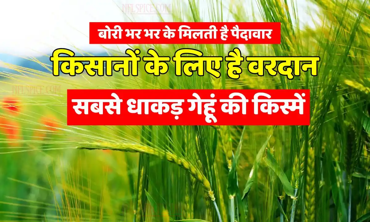Information about improved varieties of wheat