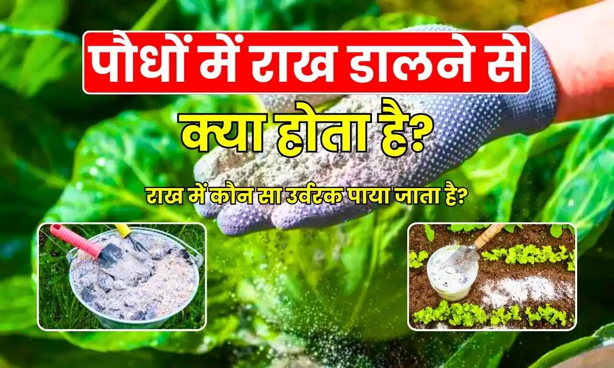 What happens if ash is added to plants Which fertilizer is found in ash