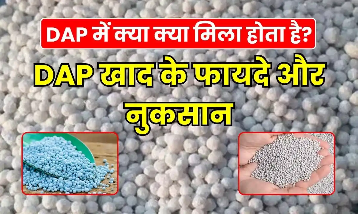 What is found in DAP Advantages and disadvantages of DAP fertilizer