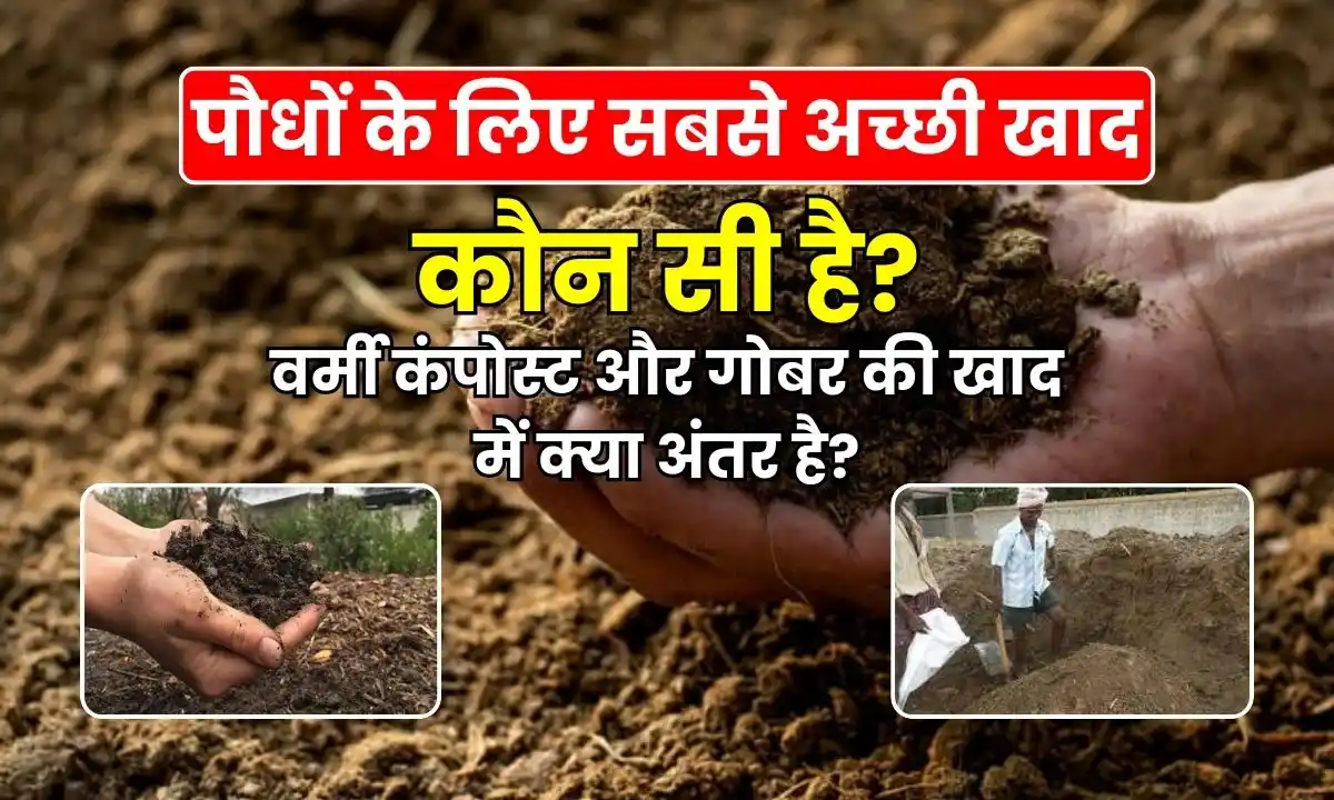 What is the best fertilizer for plants What is the difference between vermi compost and cow dung manure