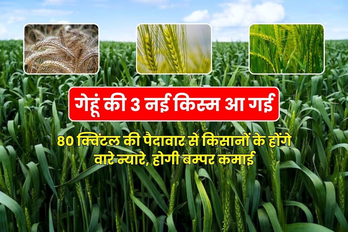 3 new varieties of wheat have arrived, with the yield of 80 quintals, farmers will be proud, there will be bumper earnings.
