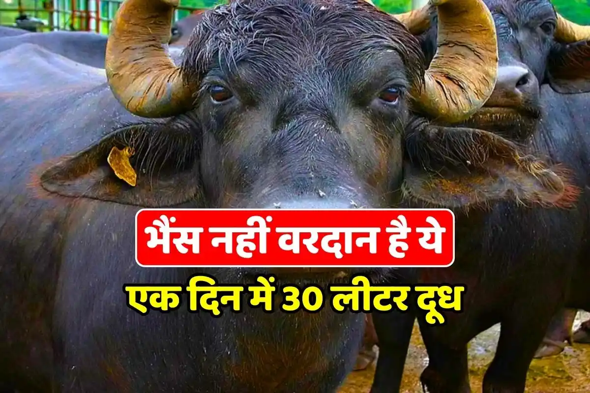 30 liters of milk a day, buffalo is not a boon, see its price and breed information