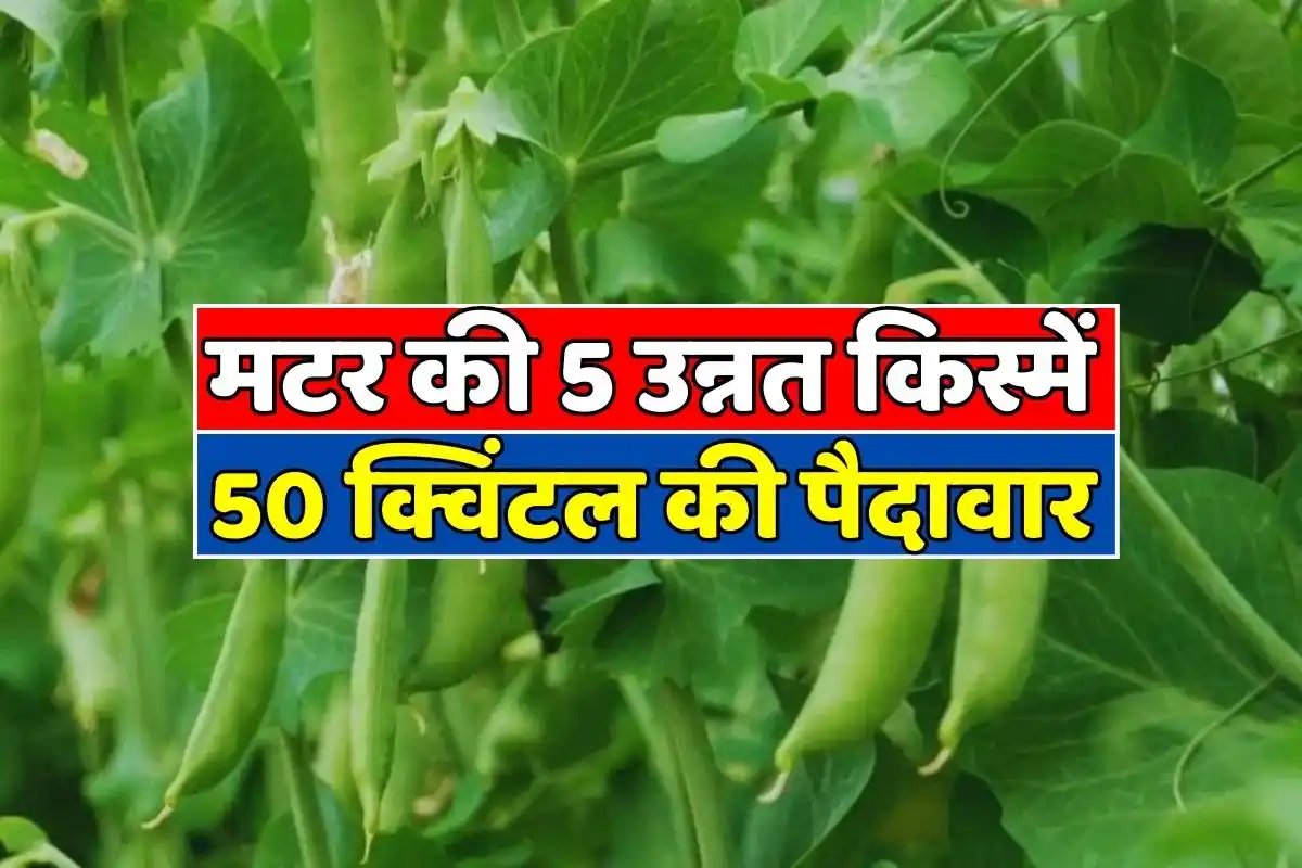 5 improved varieties of pea, will make farmers rich, know the features