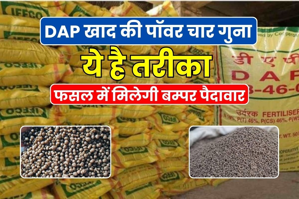 Four times the power of DAP fertilizer, you will get bumper yield in the crop, this is the method.