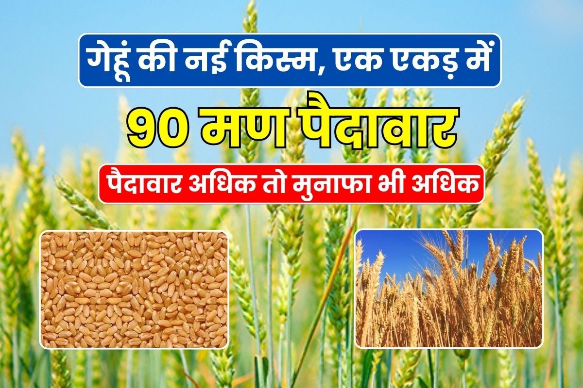 New variety of wheat, yield of 90 maunds in one acre, higher yield means higher profit, see