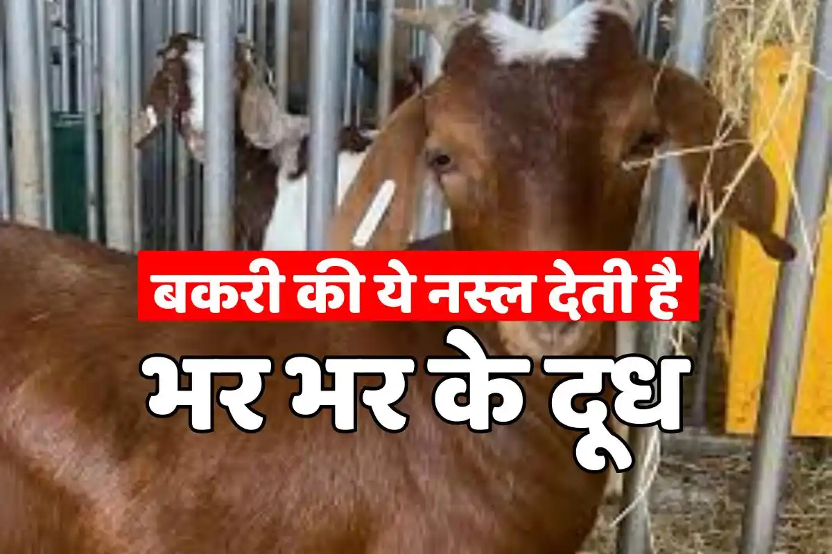 This breed of goat gives abundant milk, excellent for goat farming and also earns good income.