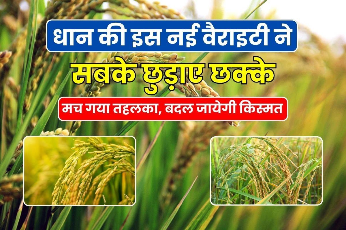 This new variety of paddy saved everyone's lives, created a stir, luck will change, see