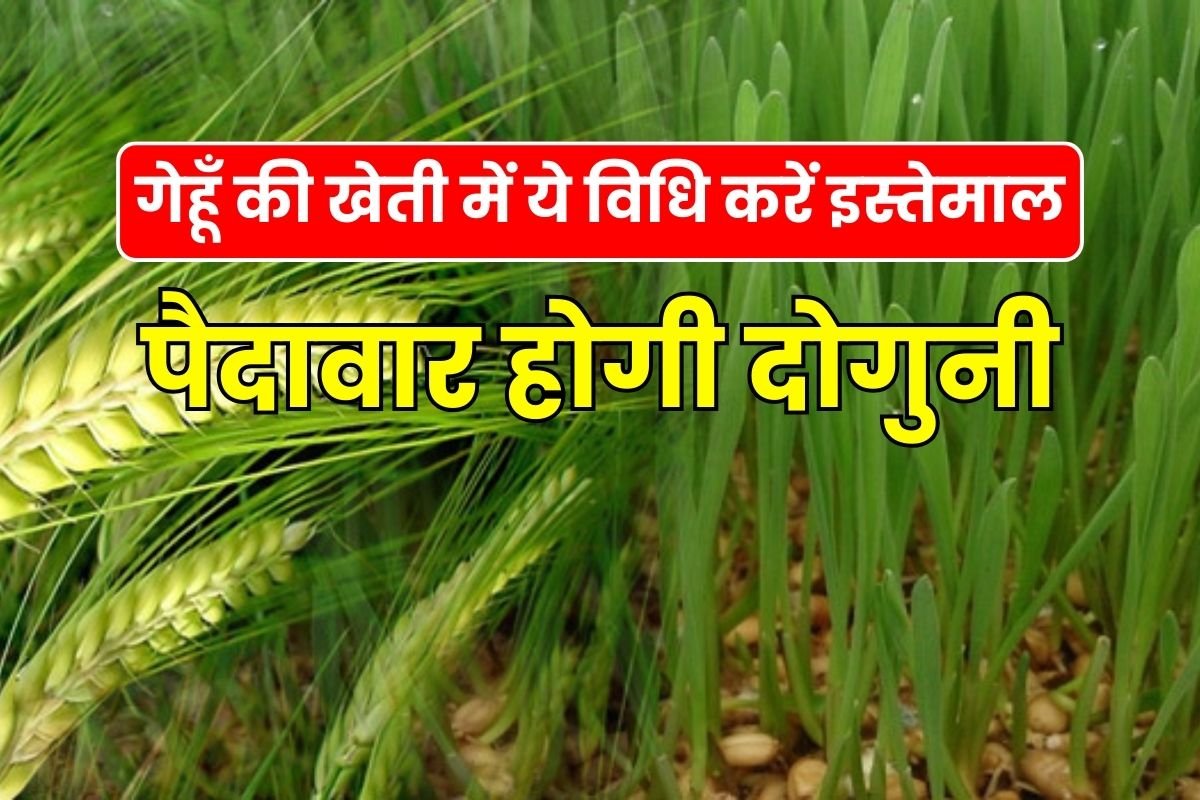 Use this method in wheat cultivation, yield will double, income will increase.