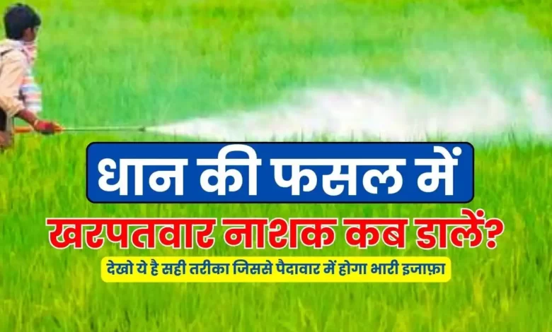 When to apply weedicide in paddy crop