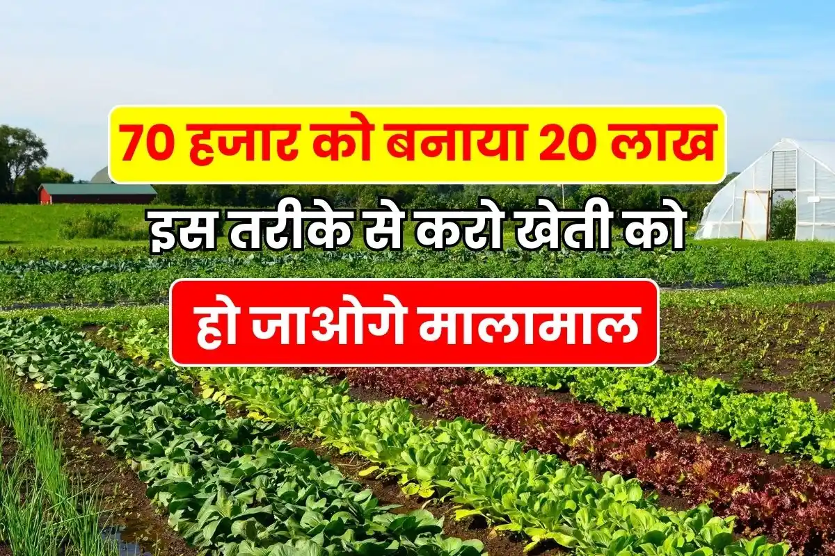 70 thousand turned into 20 lakh - do farming like a business in this way, you will become rich