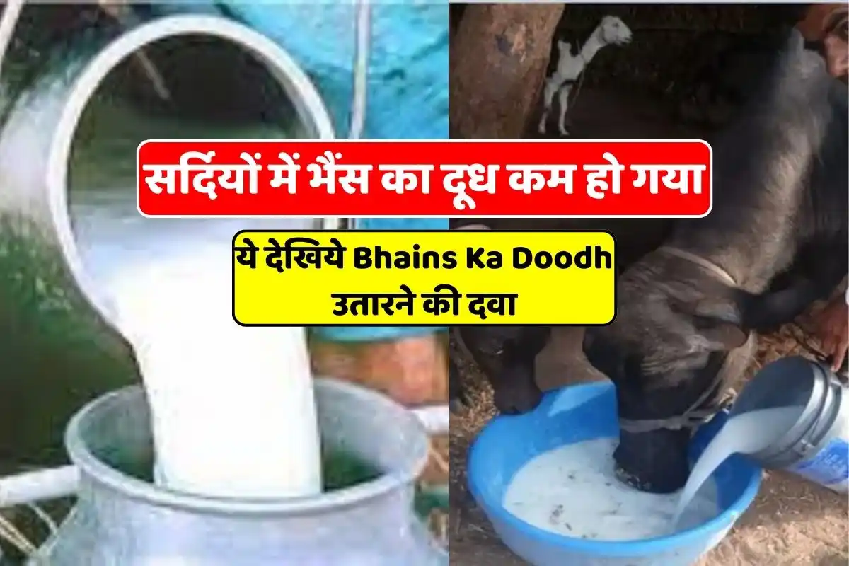 Buffalo milk has reduced in winter, see this medicine to remove buffalo milk, milk by the bucket full