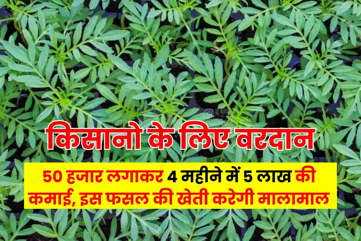 Earn Rs 5 lakh in 4 months by planting Rs 50 thousand, will grow rich by cultivating this crop.