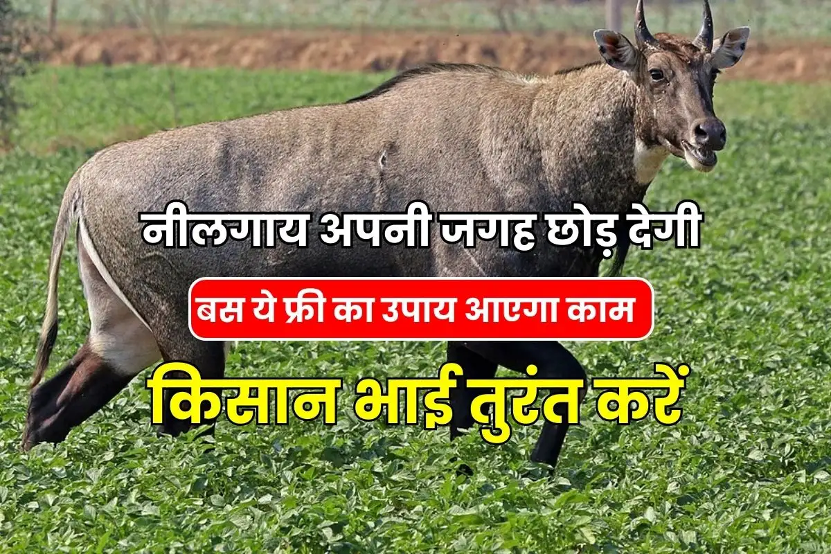 How to stop Nilgai from coming into the field