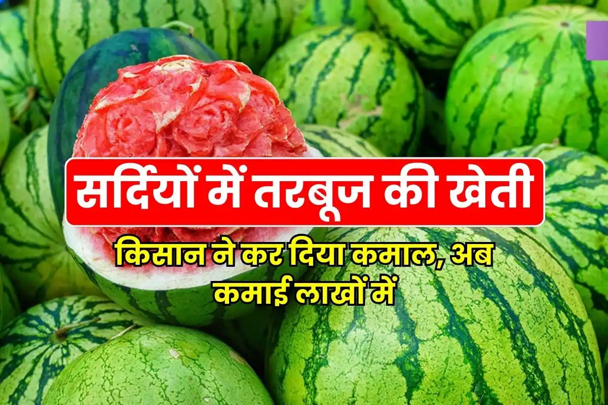 Surprised everyone by cultivating watermelon in winter, now earning in lakhs
