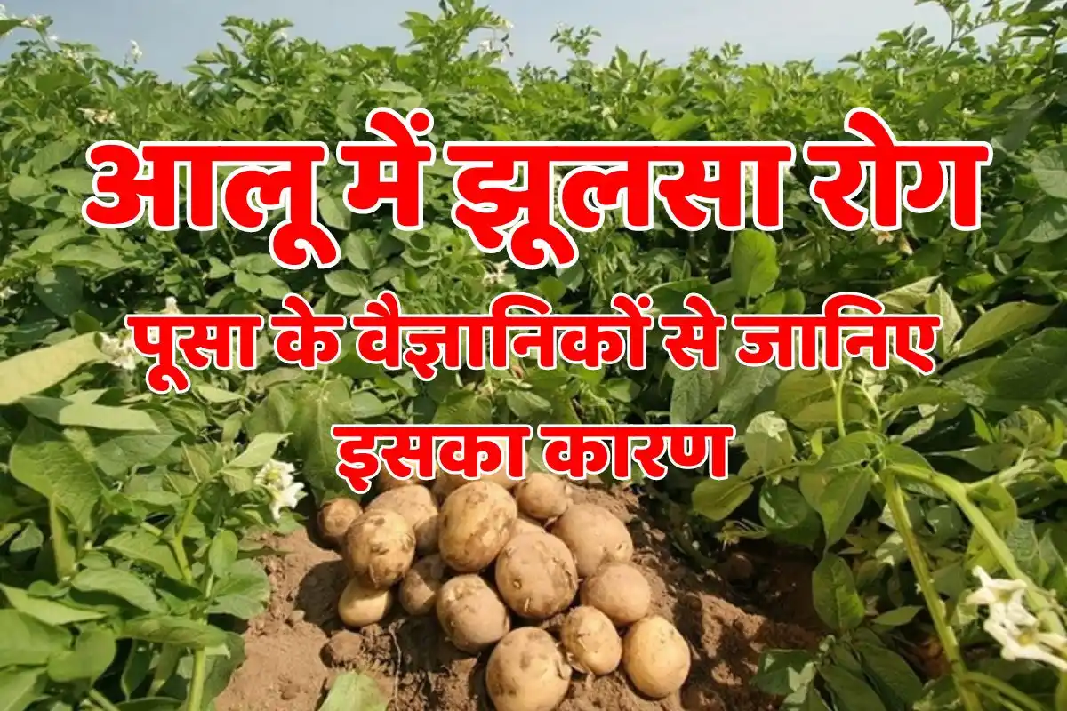 The real reason behind blight disease in potatoes, know the reason from the scientists of Pusa.