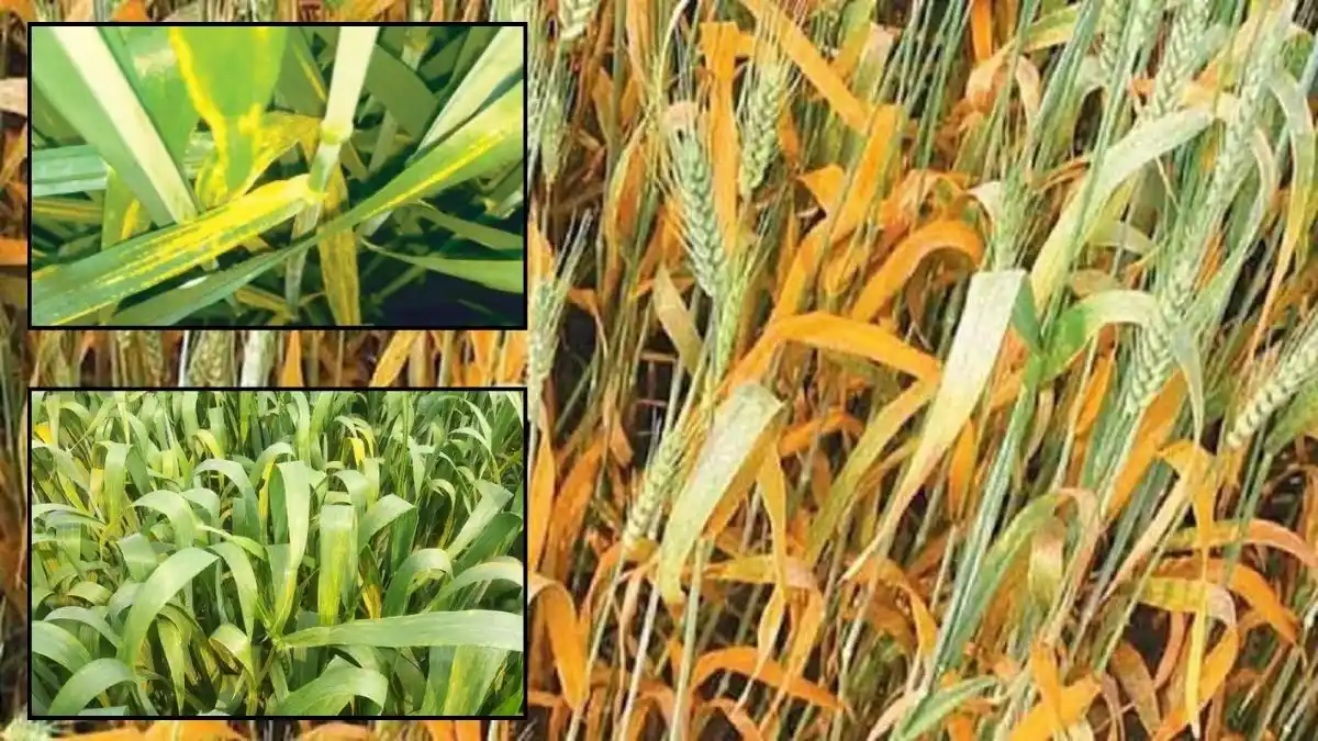 ICAR alert! Danger of yellow rust disease in wheat crop, these are the preventive measures