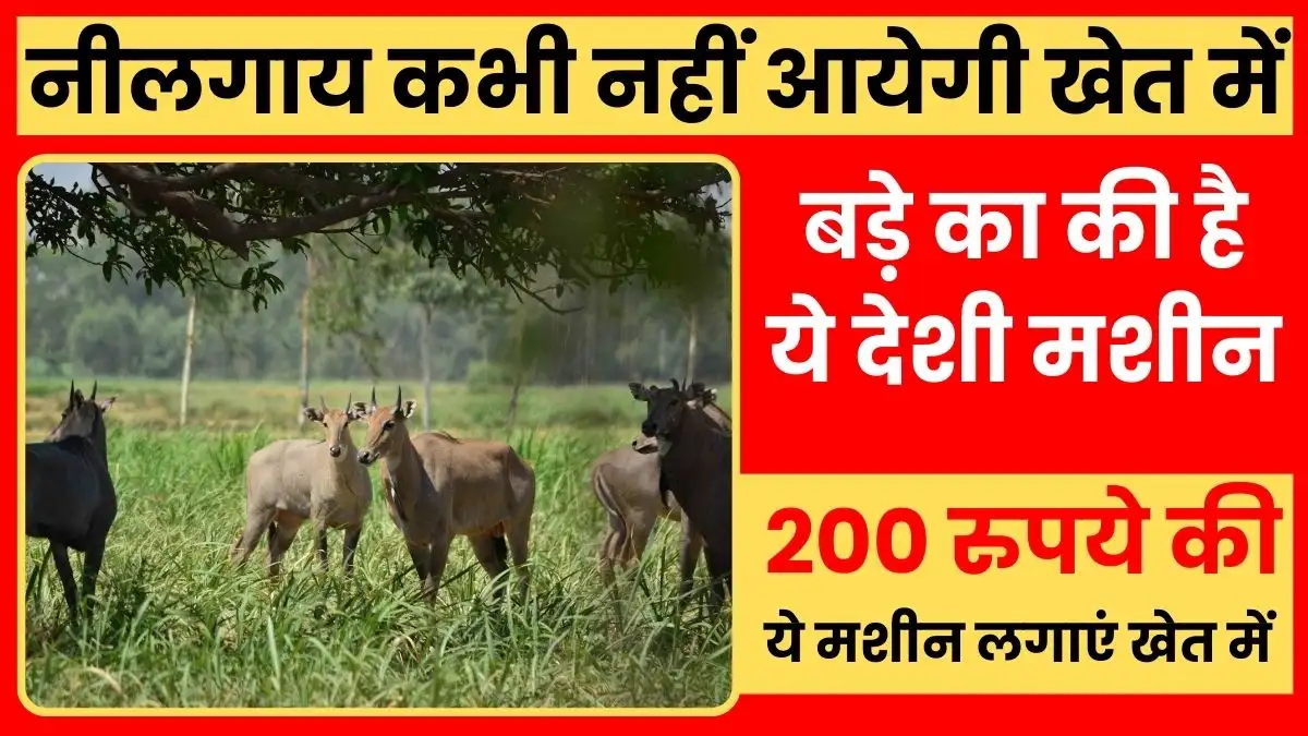 Install this machine worth Rs 200 in the field, Nilgai will never come near, see