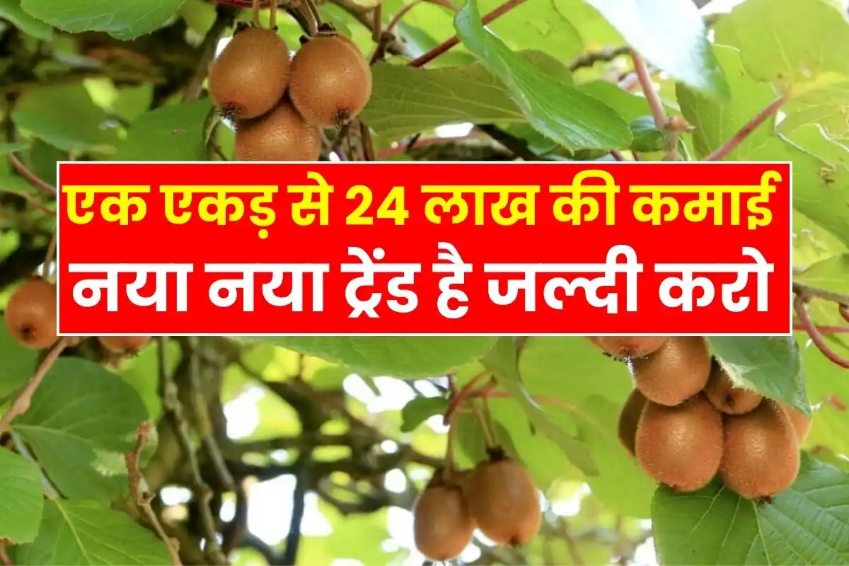 Kiwi Business Idea Earning 24 lakhs from one acre, this is the new trend, hurry up