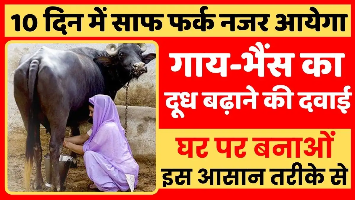 Medicine to increase cow-buffalo milk, bhains ka doodh badhane ki dawai
