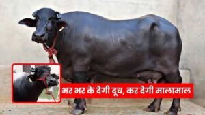 Bring home this breed of buffalo, it will give milk in abundance and make you rich.