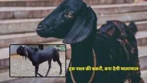 Goat farming business will flourish if you bring a goat of this breed, it will make you rich.