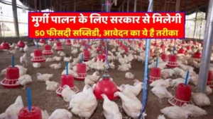 Government will provide 50% subsidy for poultry farming, this is the method of application