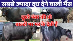 The buffalo that gives the most milk, the second one gives a bucketful of milk, see