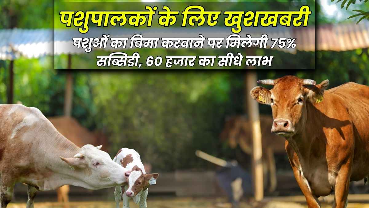 Good news for cattle owners! 75% subsidy will be given on animal insurance, direct benefit of 60 thousand