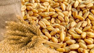 Wheat procurement in Haryana 2025: Registration on Meri Fasal, Mera Byora is necessary, few days left