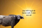 animal health