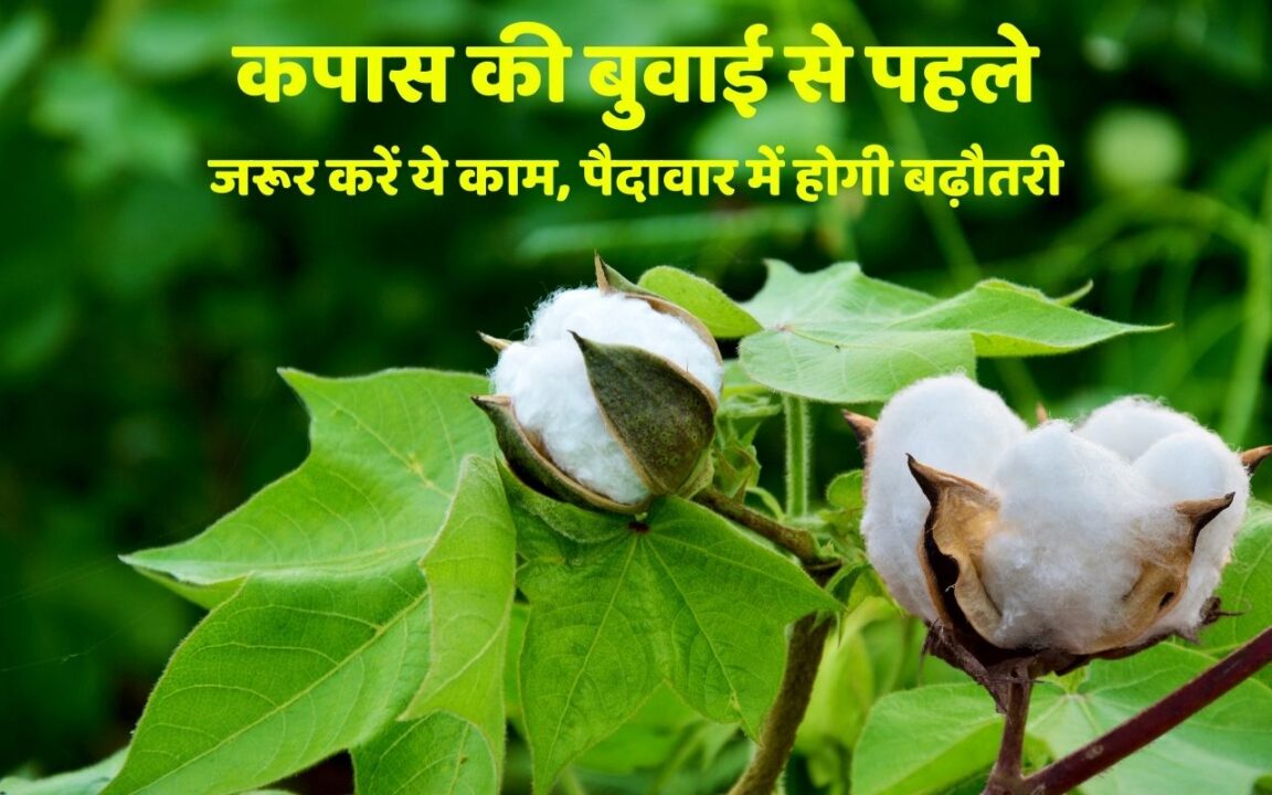 Home 1 Do this work before sowing cotton, the yield will increase