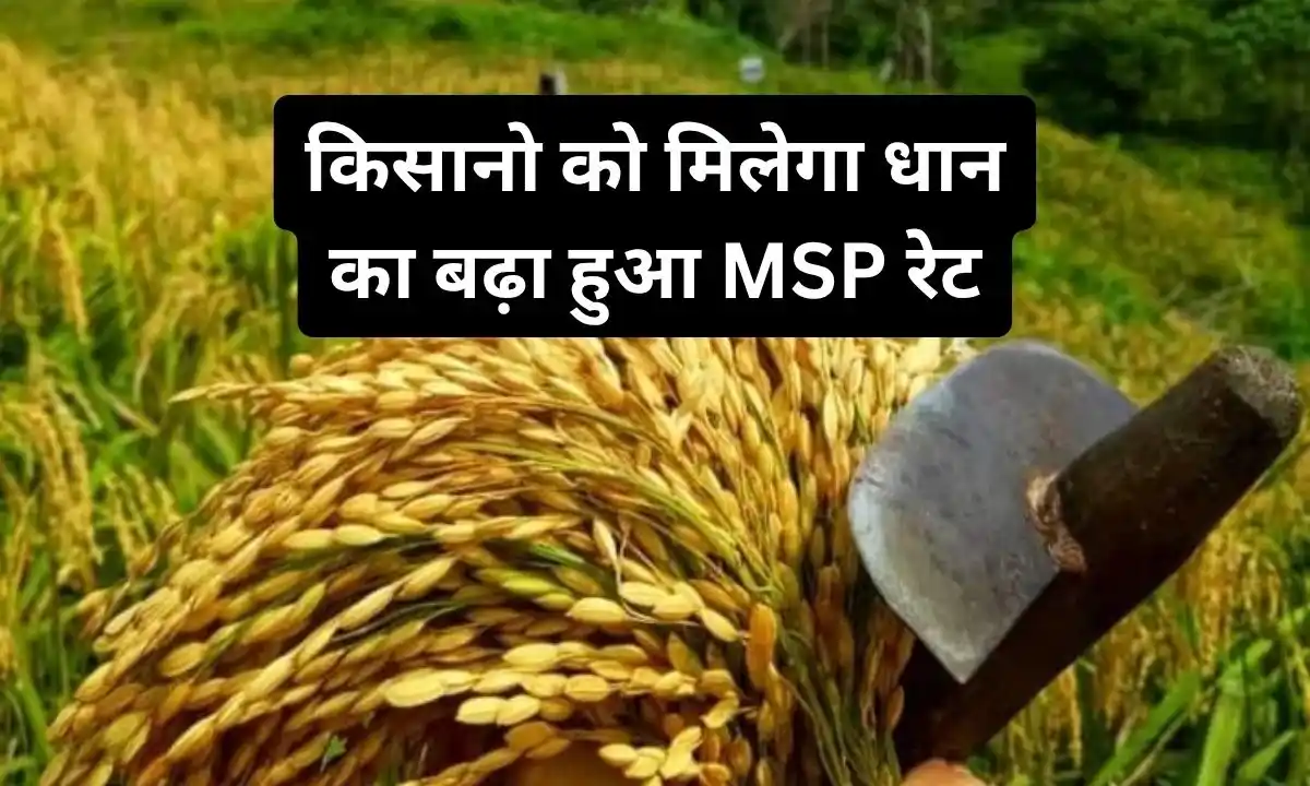 paddy MSP rate