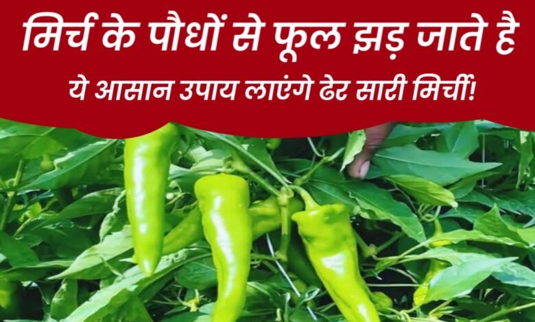 Chilli Farming Tips: मिर्ची के पौधे में फूल झड़ रहे हैं? ये आसान उपाय लाएंगे ढेर सारी मिर्ची! 1 20250714 161819