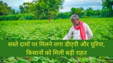 सस्ते दामों पर मिलने लगा डीएपी और यूरिया, किसानों को मिली बड़ी राहत
