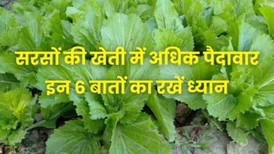 सरसों की बुवाई से पहले जान लें ये 6 बातें, पैदावार में हो जायेगी बढ़ौतरी ओर कमाई होगी अधिक